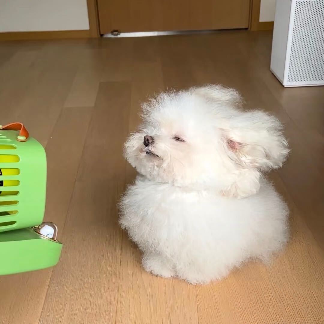 休比大王
